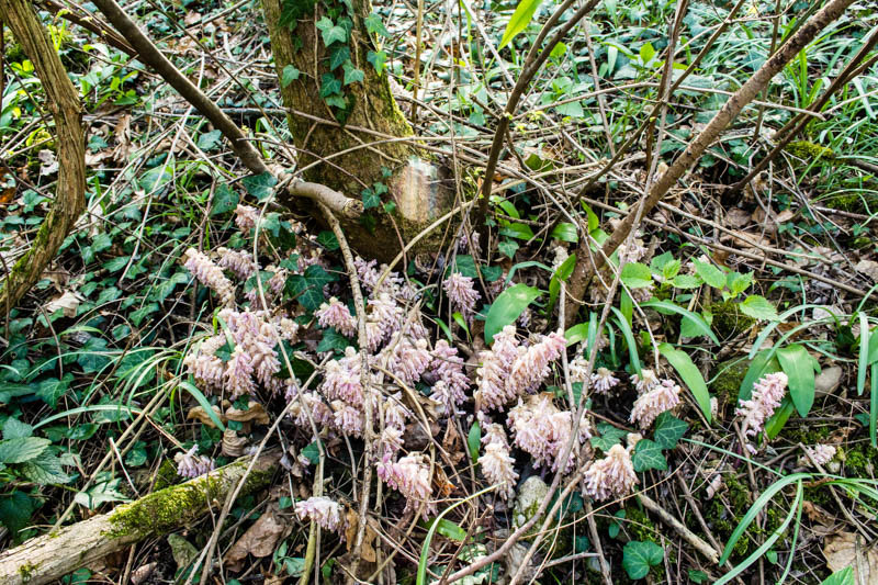 Lathraea squamata?..quasi: Lathraea squamaria